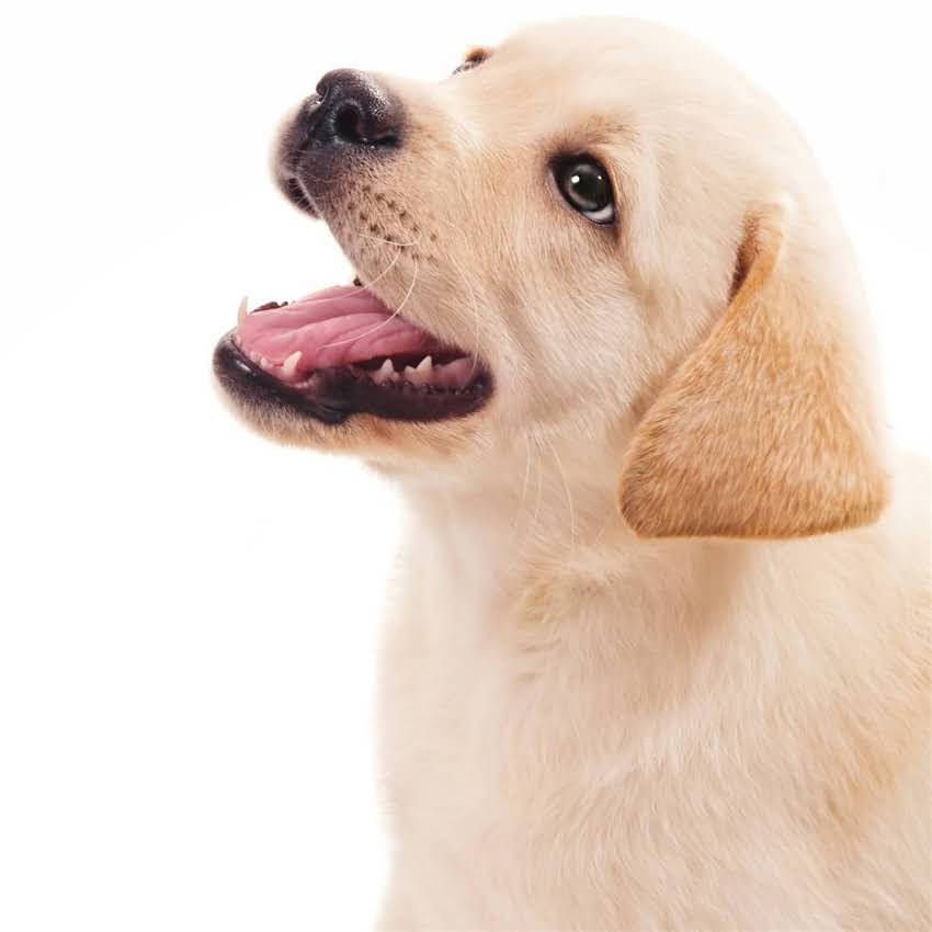 图片 北京雪纳瑞犬绝育手术全：2000-5000元价格清单+专业避坑指南.jpg