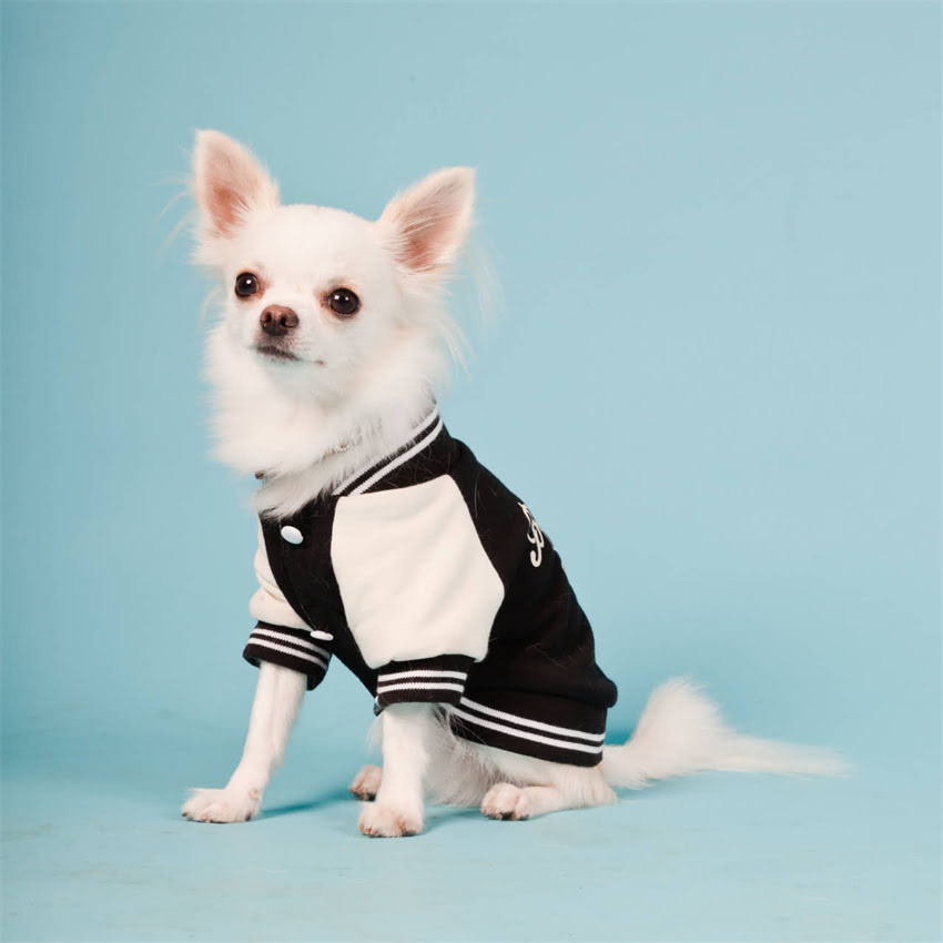 图片 北京领养小猫最新名单：正规机构+线上平台+领养指南全攻略.jpg