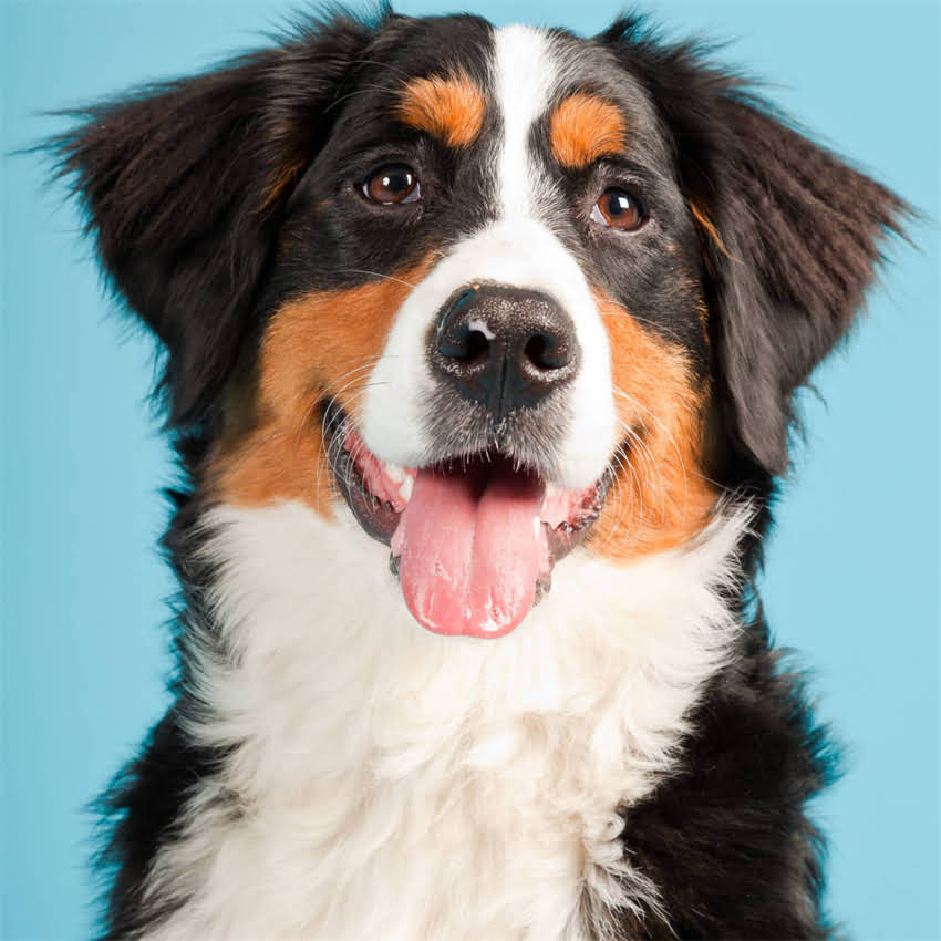 图片 北京领养小猫最新名单：正规机构+线上平台+领养指南全攻略1.jpg