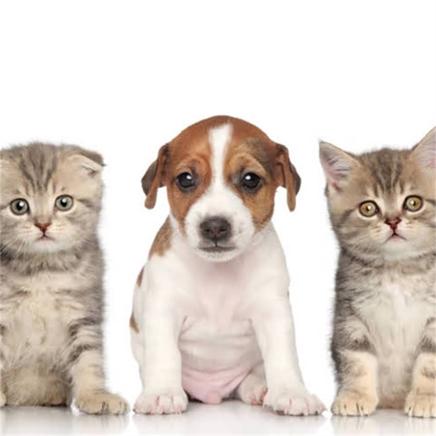 图片 北京领养小猫最新名单：正规机构+线上平台+领养指南全攻略2.jpg