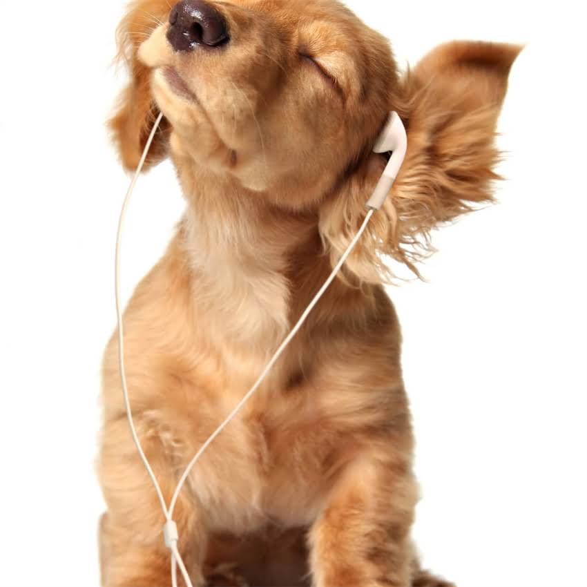 图片 北京高端猫粮品牌推荐：美食厨房科学配方猫粮官网（北京地区直营店）.jpg