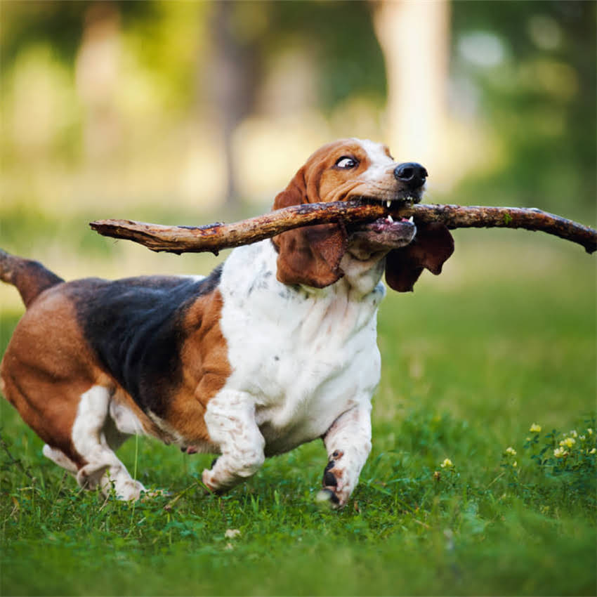 图片 北京高端猫粮品牌推荐：美食厨房科学配方猫粮官网（北京地区直营店）1.jpg