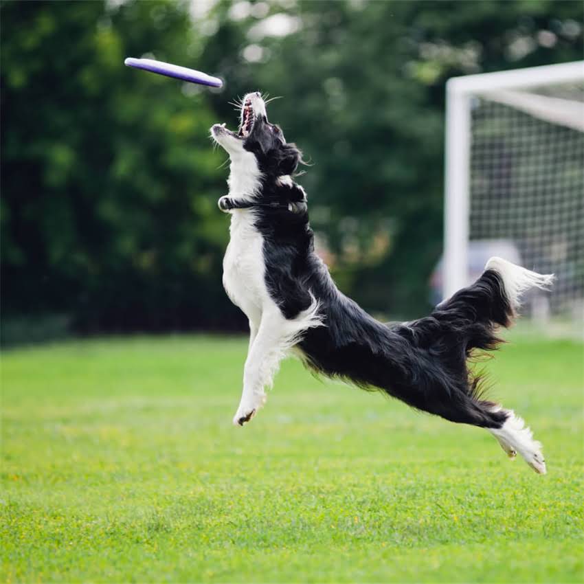 图片 北京高端猫粮品牌推荐：美食厨房科学配方猫粮官网（北京地区直营店）2.jpg