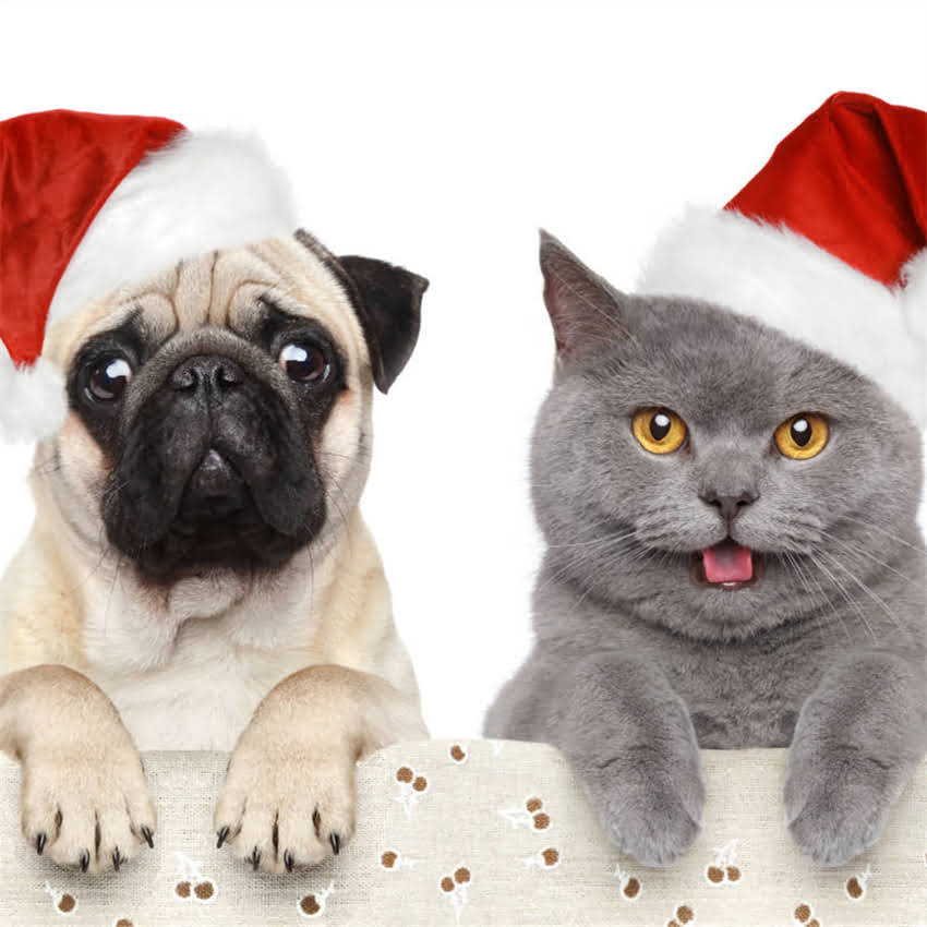 图片 北京黑色贵宾犬价格全：最值得入手的低价位犬种购买指南.jpg