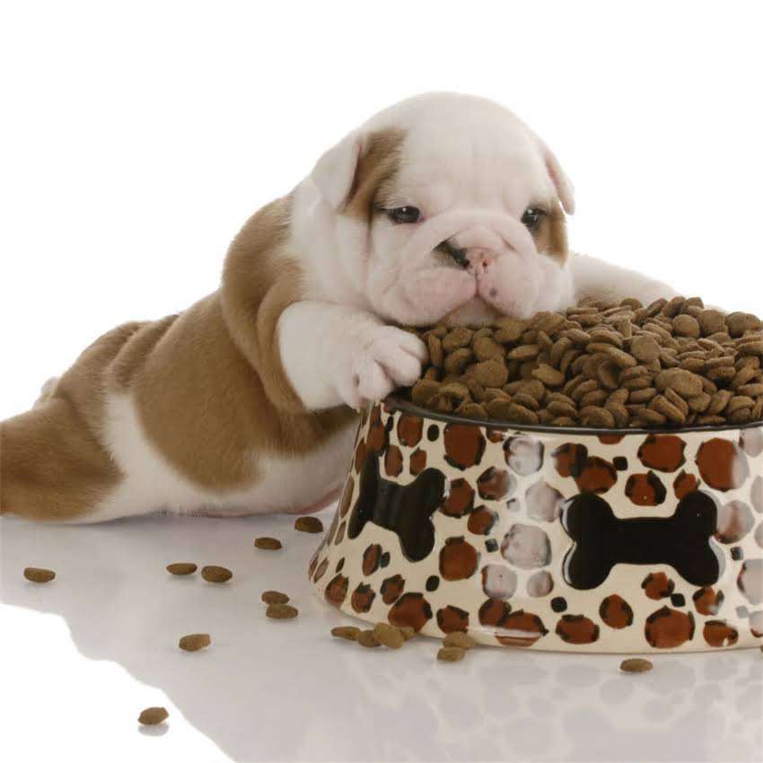 图片 十个月泰迪科学喂养指南：如何选择合适狗粮与营养搭配秘籍.jpg