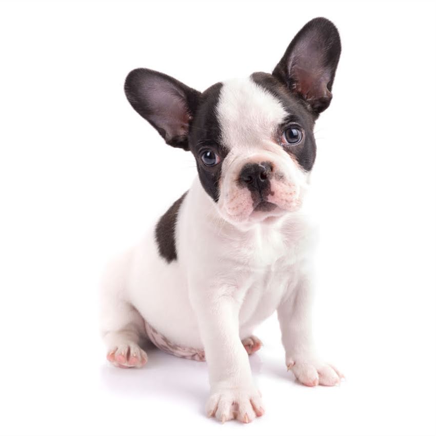 图片 十个月泰迪科学喂养指南：如何选择合适狗粮与营养搭配秘籍1.jpg