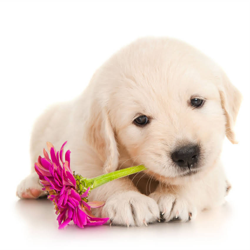 图片 十个月泰迪科学喂养指南：如何选择合适狗粮与营养搭配秘籍2.jpg