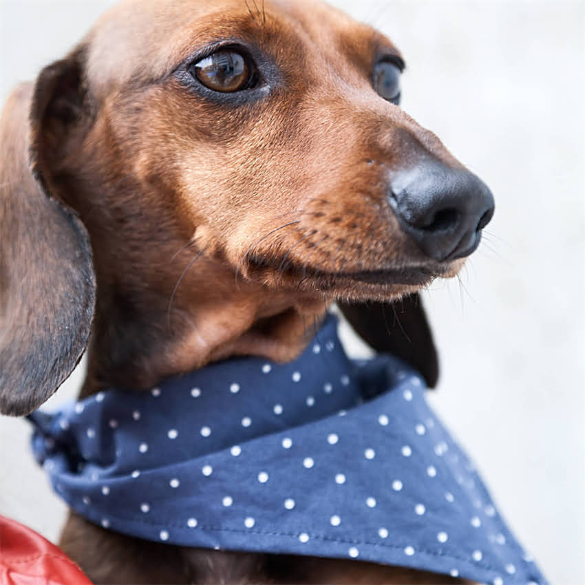 图片 半湿狗粮vs普通狗粮：科学对比指南，养宠人必看的营养与选购全.jpg