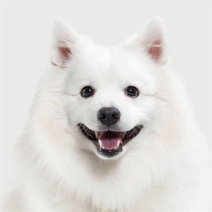 图片 半湿狗粮vs普通狗粮：科学对比指南，养宠人必看的营养与选购全1.jpg