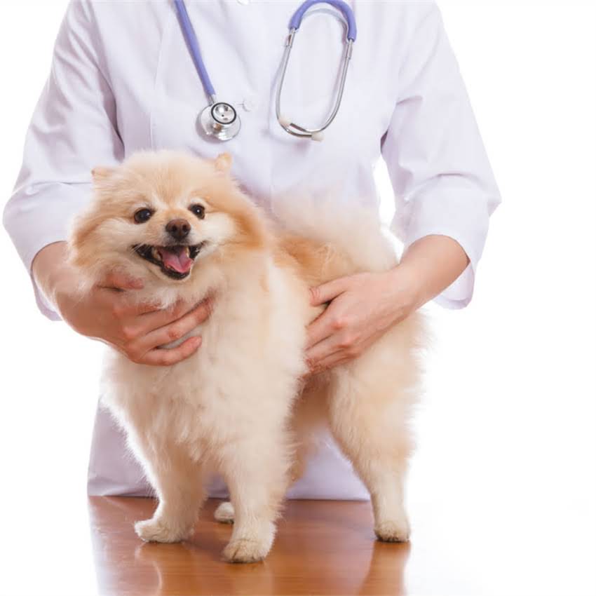 图片 博美三个月大是什么样？附详细饲养指南及成长记录.jpg