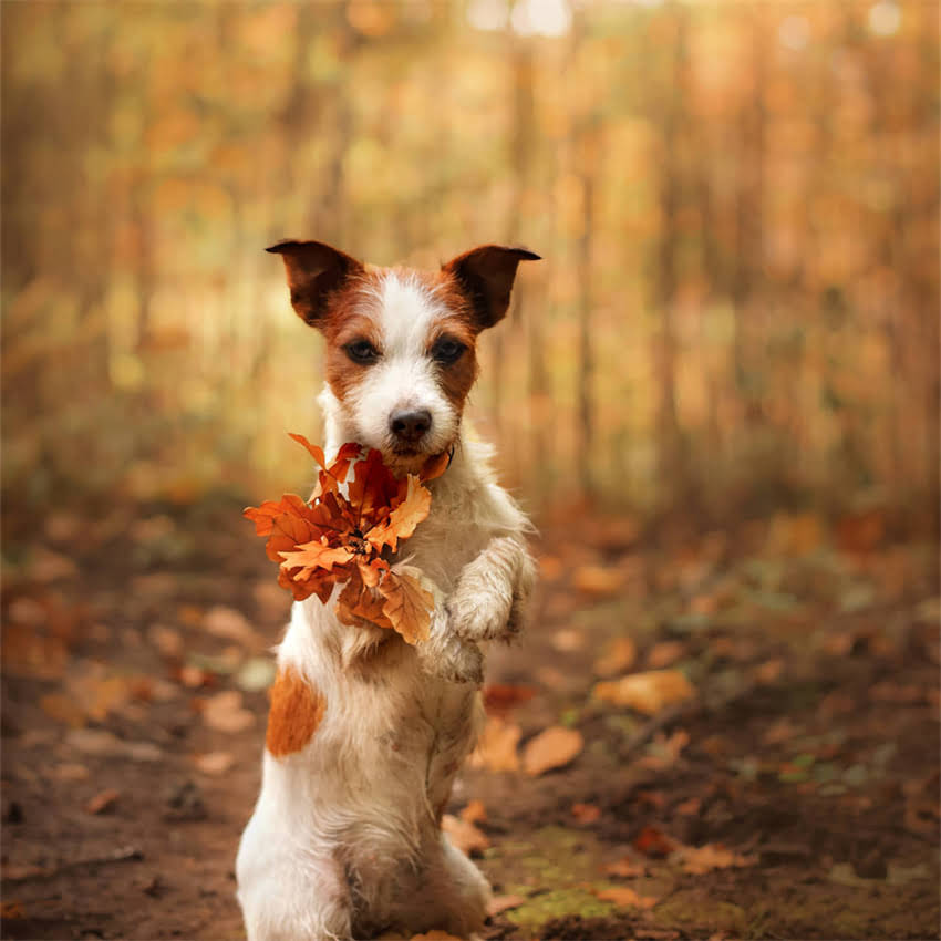 图片 博美三个月大是什么样？附详细饲养指南及成长记录2.jpg