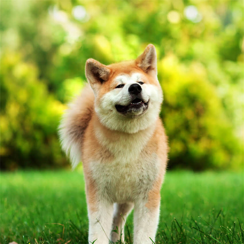 图片 博美串吉娃娃成长全：性格、健康、饲养指南及市场行情（附对比图）1.jpg