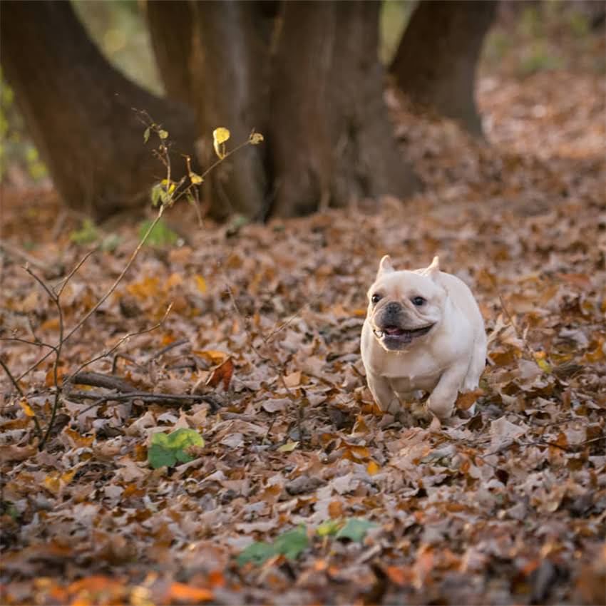 图片 博美医疗美容专业洗牙服务：舒适体验+口腔健康全攻略.jpg