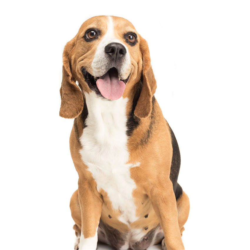 图片 博美医疗美容专业洗牙服务：舒适体验+口腔健康全攻略1.jpg