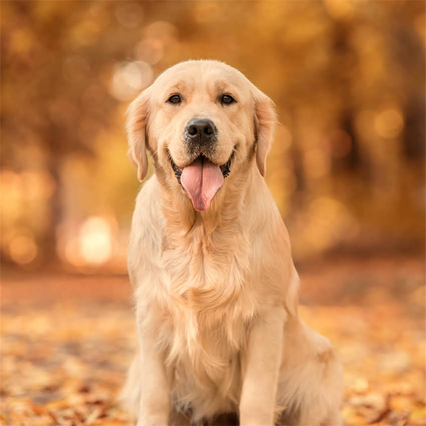 图片 博美吉娃娃串优缺点全：性格、健康与饲养指南.jpg