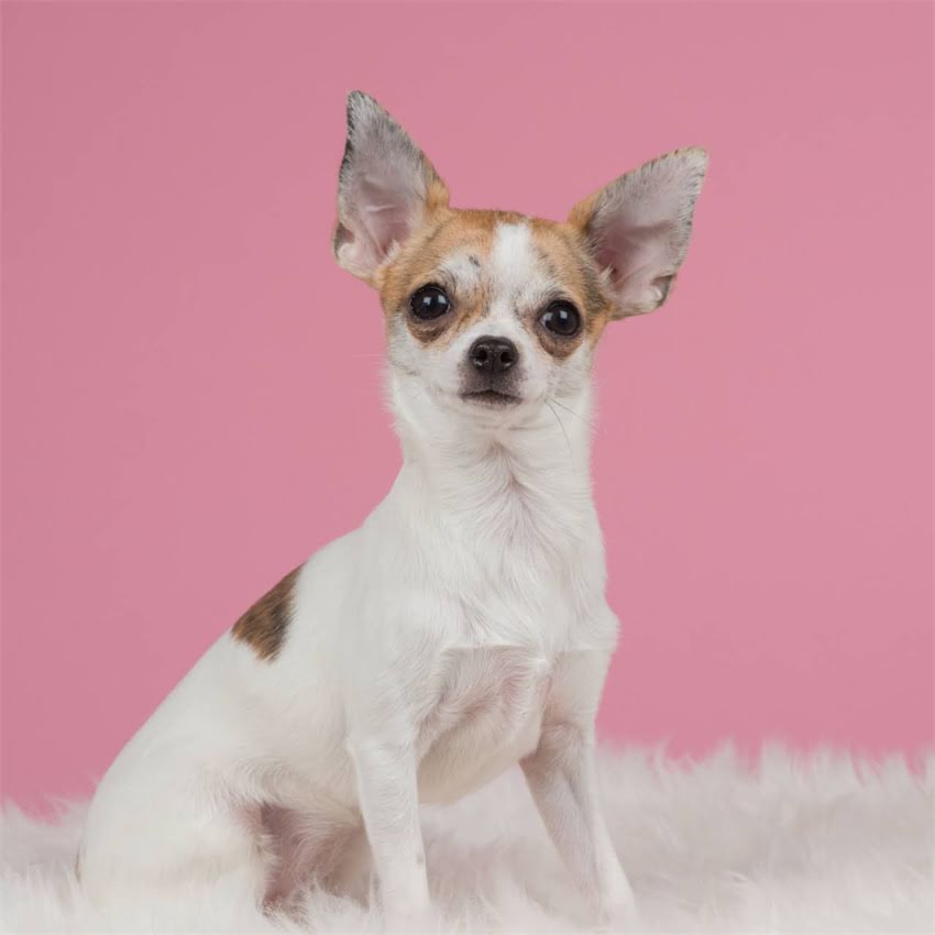 图片 博美吉娃娃串优缺点全：性格、健康与饲养指南1.jpg