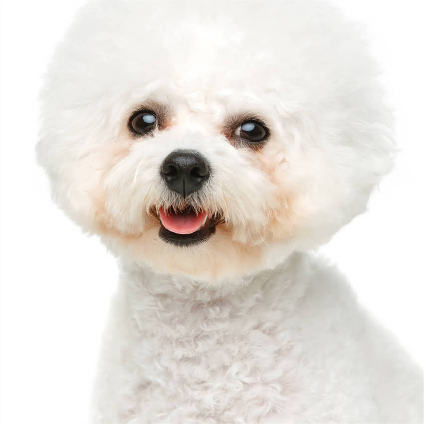 图片 博美吉娃娃串优缺点全：性格、健康与饲养指南2.jpg