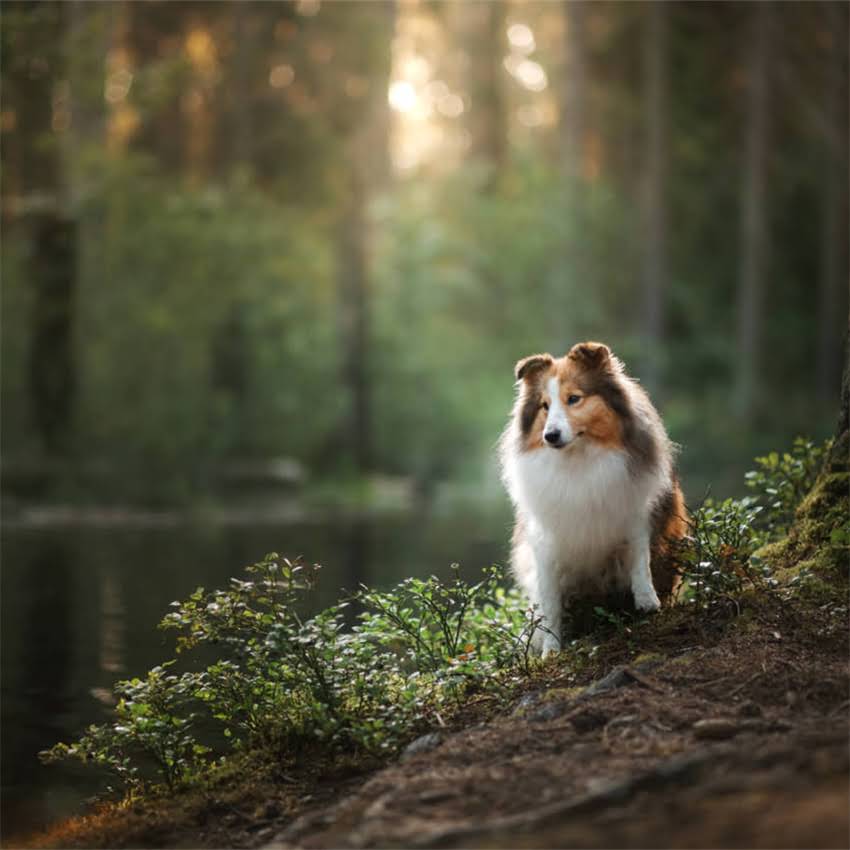 图片 博美呕吐怎么办？专业兽医教你3步应对指南，附家庭用药清单及预防妙招2.jpg