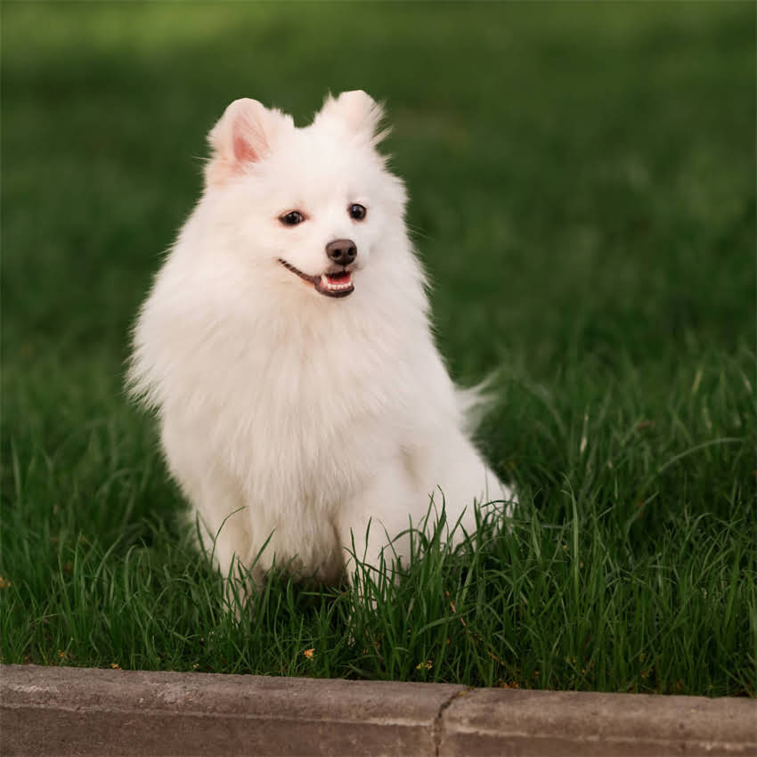 图片 博美和泰迪的混血：性格、饲养全指南（附健康与训练技巧）.jpg