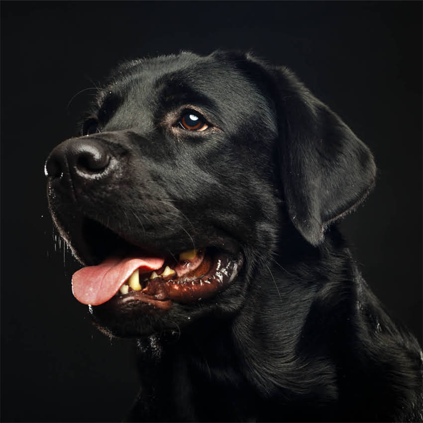 图片 博美奶狗换新环境全攻略：科学适应指南与常见问题解答（附真实案例）.jpg