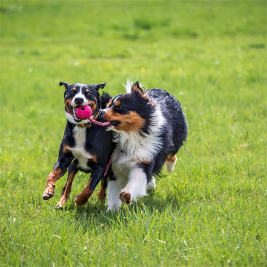 图片 博美奶狗换新环境全攻略：科学适应指南与常见问题解答（附真实案例）2.jpg