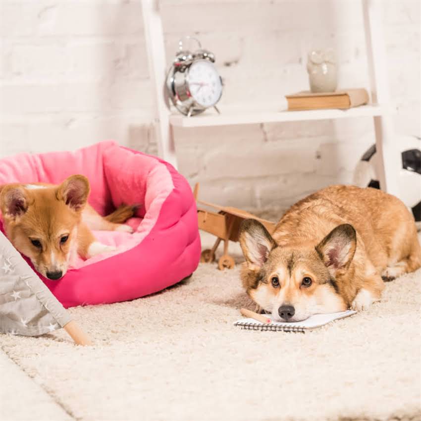 图片 博美幼犬刷牙全攻略：从工具选择到技巧示范，新手养宠必看.jpg