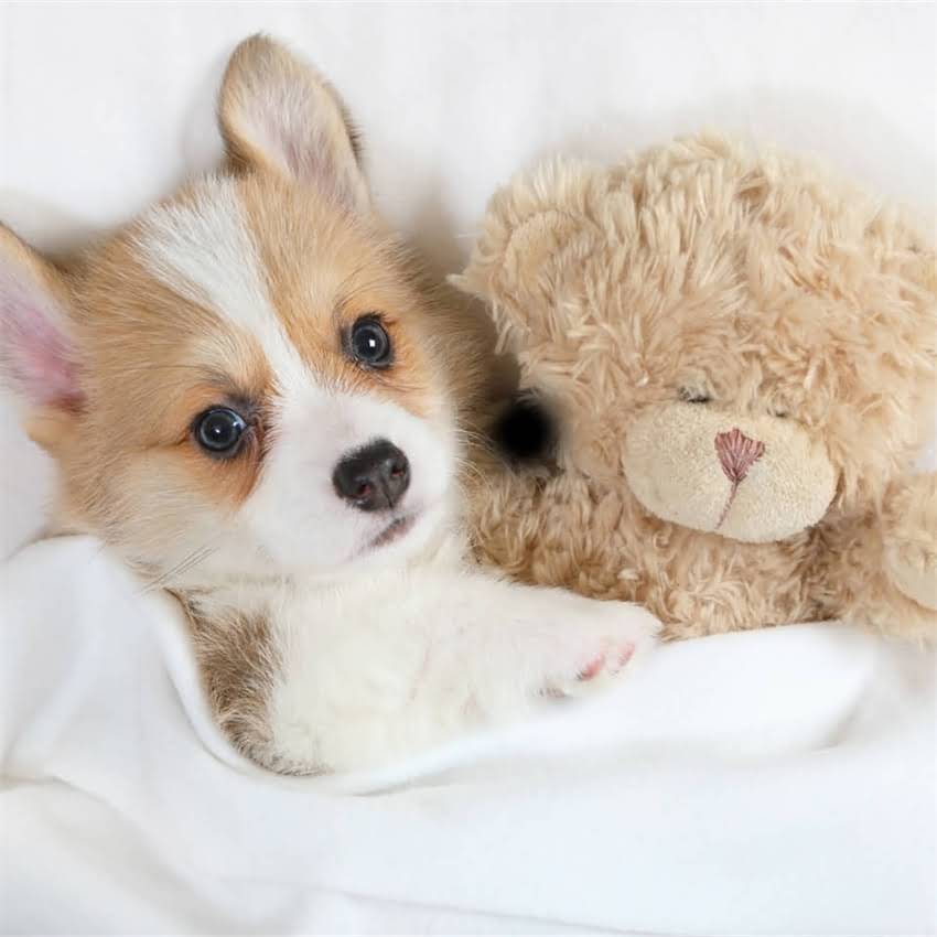 图片 博美幼犬刷牙全攻略：从工具选择到技巧示范，新手养宠必看1.jpg