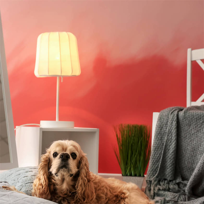 图片 博美幼犬刷牙全攻略：从工具选择到技巧示范，新手养宠必看2.jpg