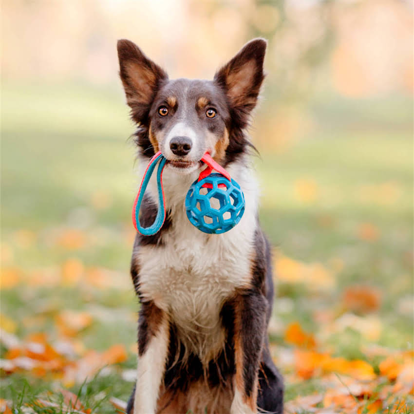 图片 博美幼犬最佳狗粮推荐：科学喂养指南与选购避坑要点.jpg