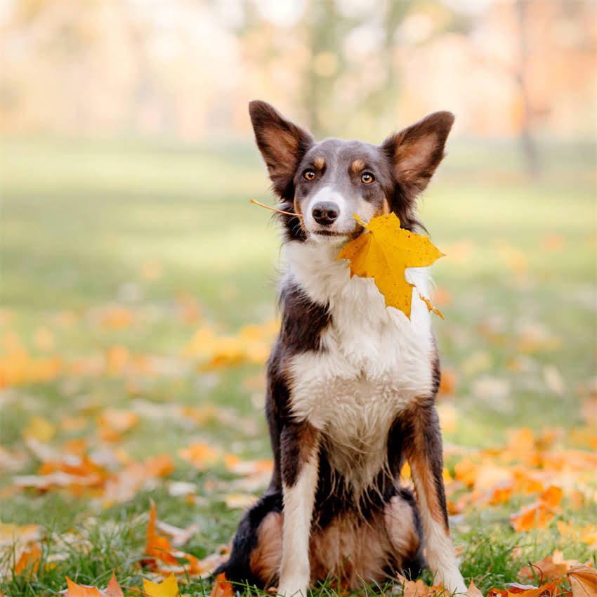 图片 博美幼犬最佳狗粮推荐：科学喂养指南与选购避坑要点1.jpg
