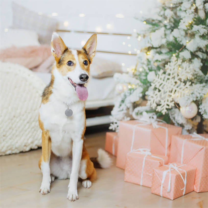 图片 博美幼犬最佳狗粮推荐：科学喂养指南与选购避坑要点2.jpg