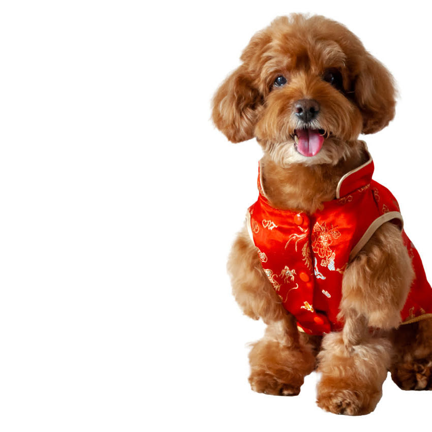 图片 博美幼犬牙齿数量及护理全攻略：新手必看的科学喂养指南.jpg