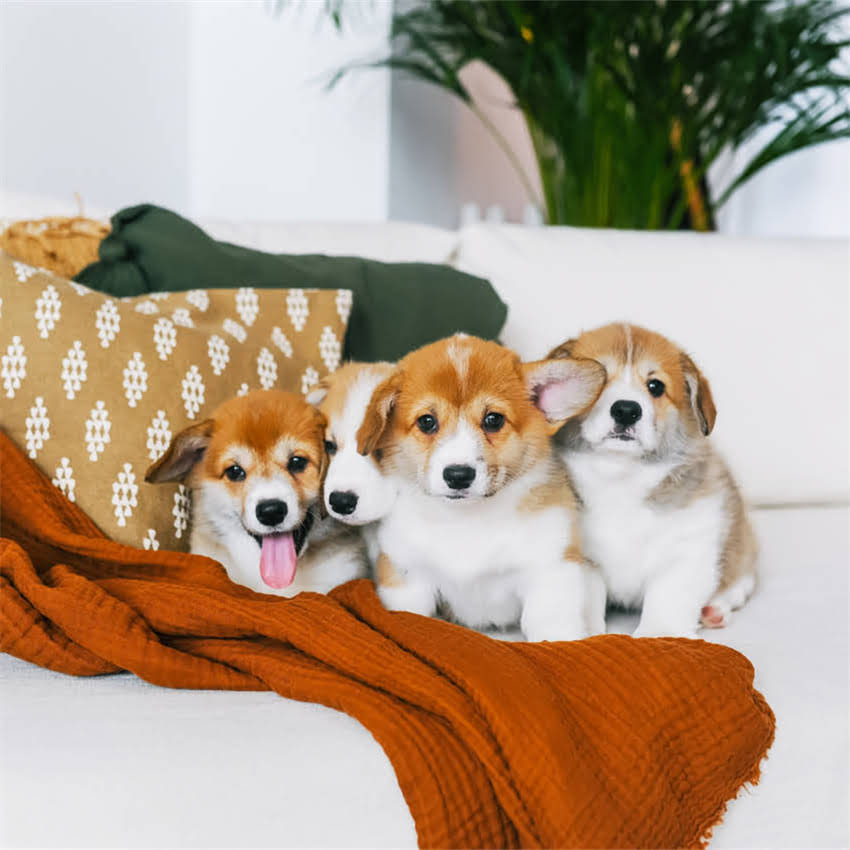 图片 博美幼犬牙齿数量及护理全攻略：新手必看的科学喂养指南1.jpg