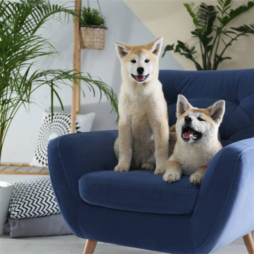 图片 博美幼犬科学驱虫全流程指南：疫苗+体外+体内驱虫5步法（附疫苗与驱虫时间表）1.jpg