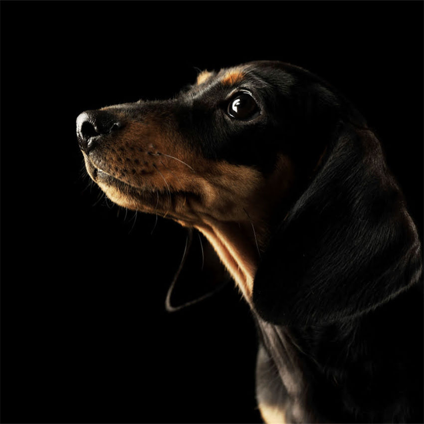 图片 博美幼犬腹泻的5大原因及应对措施，新手家长必看！1.jpg