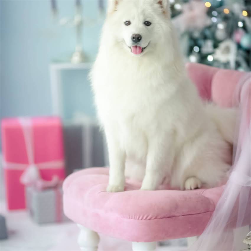 图片 博美幼犬腹泻的5大原因及应对措施，新手家长必看！2.jpg