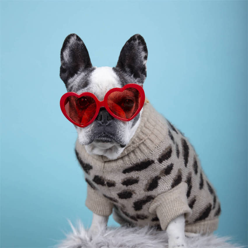 图片 博美怀孕待产期变化全流程｜63天蜕变指南+新手必看护理手册.jpg