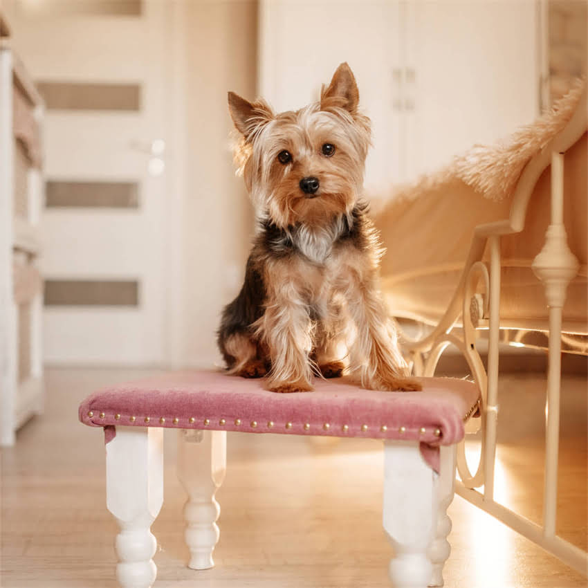 图片 博美怀孕待产期变化全流程｜63天蜕变指南+新手必看护理手册1.jpg