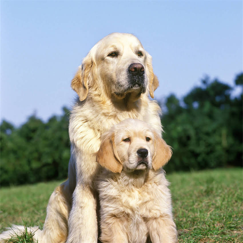 图片 博美怀孕待产期变化全流程｜63天蜕变指南+新手必看护理手册2.jpg