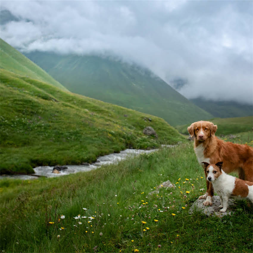 图片 博美泪痕重怎么办？3大专业护理法+日常预防技巧，彻底解决泪痕问题2.jpg
