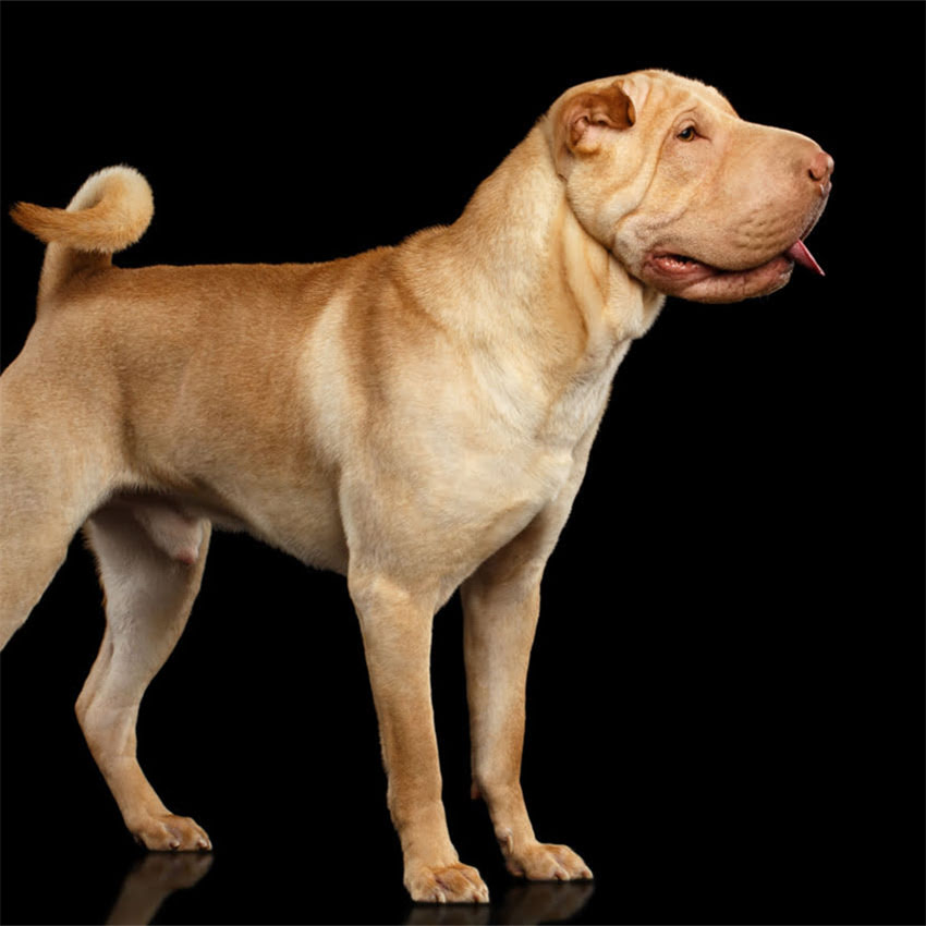 图片 博美洗澡后依然有异味？5大专业技巧彻底解决犬只体味问题.jpg