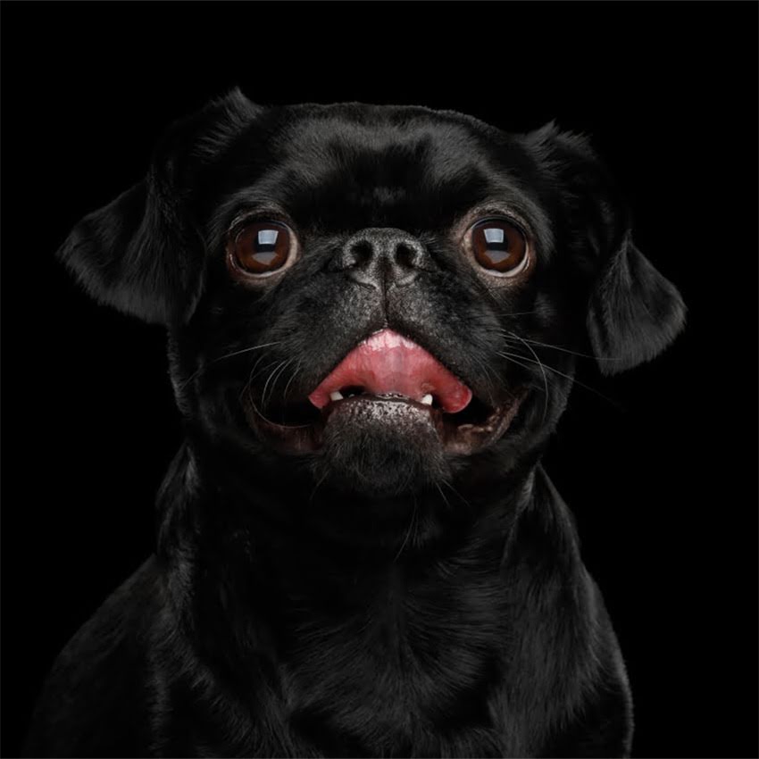 图片 博美洗澡后依然有异味？5大专业技巧彻底解决犬只体味问题1.jpg