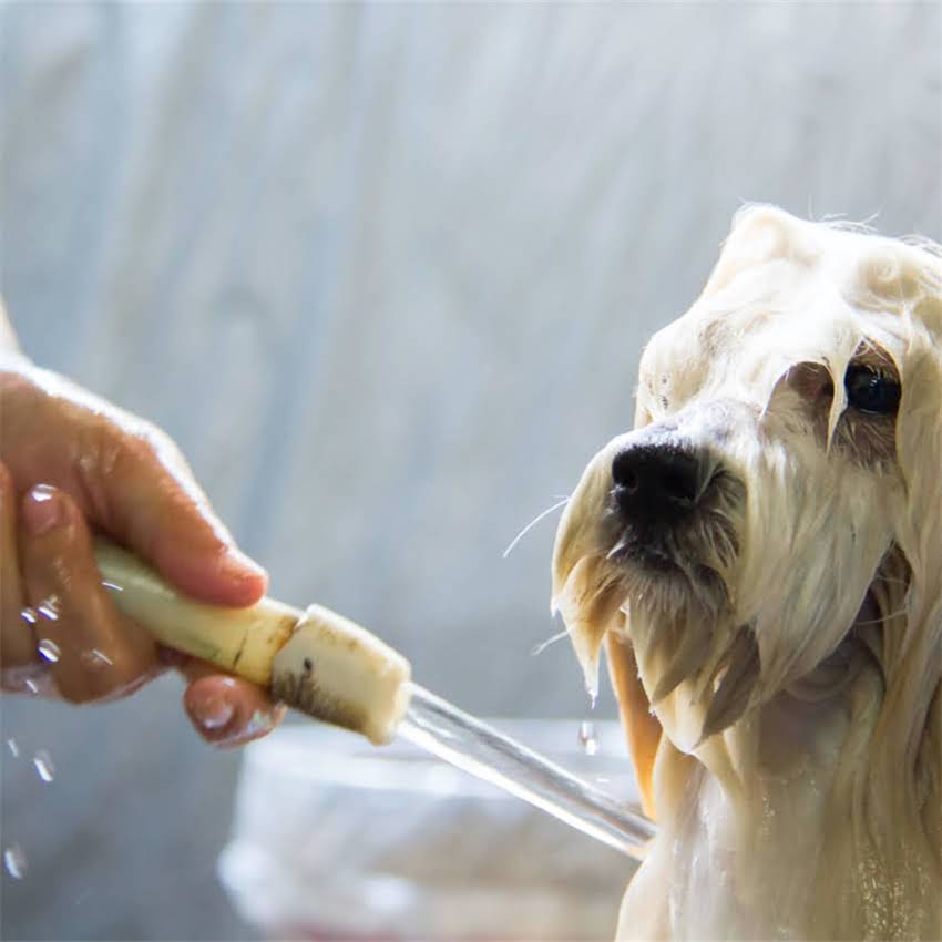 图片 博美洗澡后怕冷怎么办？5个关键护理步骤让狗狗温暖又健康.jpg