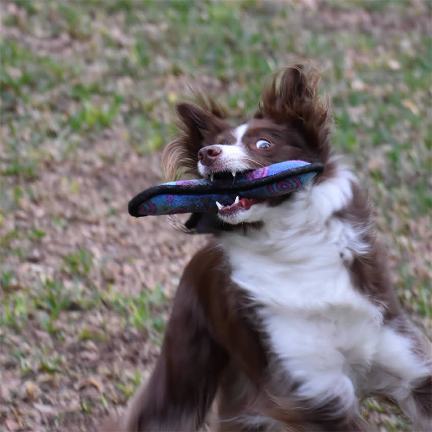 图片 博美洗澡后怕冷怎么办？5个关键护理步骤让狗狗温暖又健康1.jpg