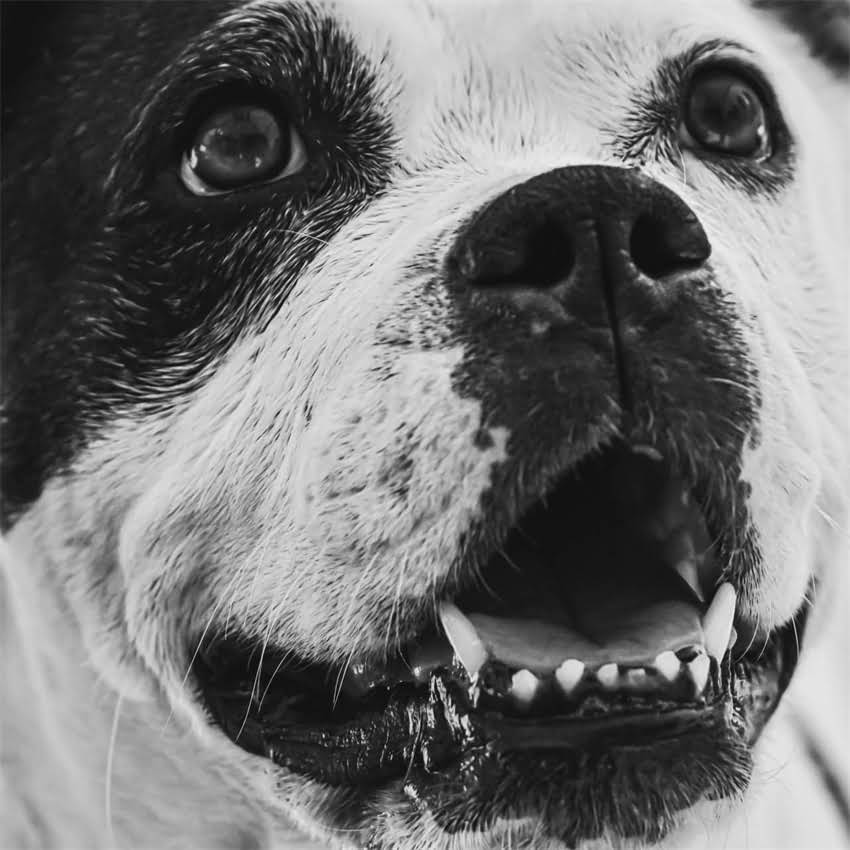 图片 博美洗澡后怕冷怎么办？5个关键护理步骤让狗狗温暖又健康2.jpg