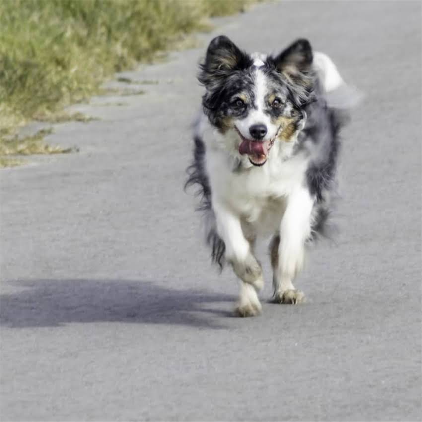 图片 博美犬5大早期症状及应对指南：养宠主人必学的健康监护秘籍1.jpg