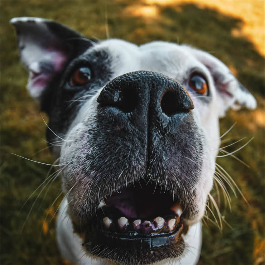 图片 博美犬9个月喂养全攻略：科学喂食量、饮食建议与注意事项2.jpg