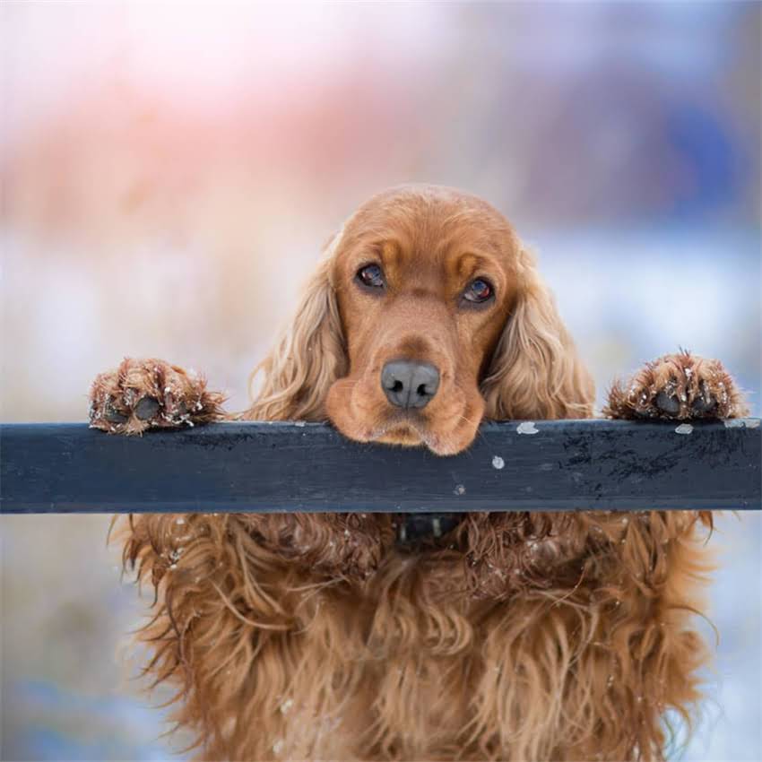 图片 博美犬vs哈士奇：如何选择最适合的宠物犬？全攻略来了！1.jpg