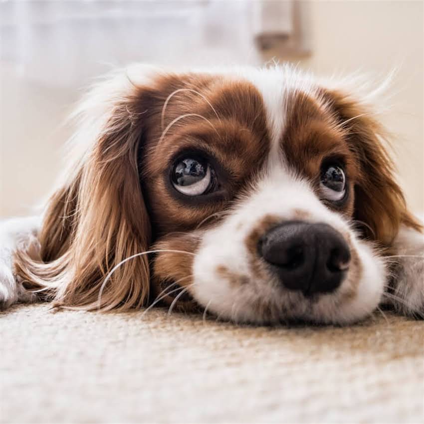 图片 博美犬vs哈士奇：如何选择最适合的宠物犬？全攻略来了！2.jpg