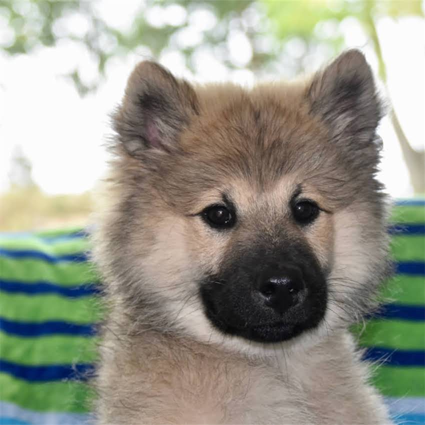 图片 博美犬vs萨摩耶：谁才是最适合家庭的毛孩子？全攻略.jpg